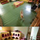 도그파크랜드 이미지