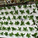 박이농장 이미지