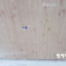 베스트덴트 이미지