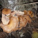 아우농장 이미지