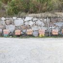 벌과 사람 이미지