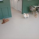 도그캐슬 이미지