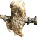 십자가 사형에 대한 고고학적인 증거 이미지