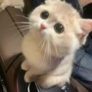241207 사에구사 아키나(三枝明那)첫번째 라이브 unity 갔다 온 후기