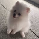 와와헤어컷