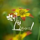 캘리그라피 이미지