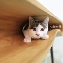 디자인 공존