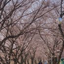 황구지천 | 황구지천 실시간 후기 : 수원 화성 벚꽃 명소 개화시기｜주차 애견동반