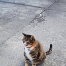 누아르 | 합천애견동반카페 누아르카페 방문후기