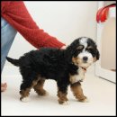 라운지펫 이미지