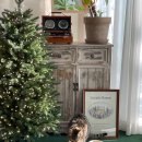 제니엔 코코 펫 이미지