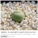 동평로 | 구미 다육이 파는 곳, 문성식물원 :: 코노피튬 리톱스 내돈내산 초보 분양 후기