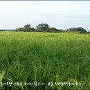 꽃향기바다소리 이미지