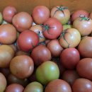 반농사꾼님의 🍅 토마토 이미지
