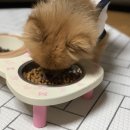 닥터힐스