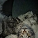 파주고양이미용 반하나캣 이미지