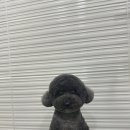 엘린퍼피 이미지