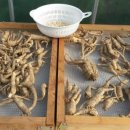 백삼농장 이미지