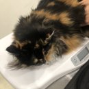 백두산동물병원 이미지