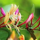 메디포웰빙 | 위 건강에 도움이 되는 '인동덩굴꽃봉오리추출물'의 효능과 부작용