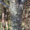 백송 Pinus bungeana Zucc. ex Endl. 이미지