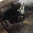 로그타운 PC방 | 추로그 :) 중마동련횟집, 중마동맛집, 신혼집들이, 여수산골식당, 여수장어맛집, 여수맛집, 고디바