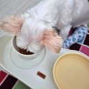 쿨펫동물병원(탄방점) 이미지