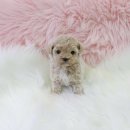 내 품안의 반려견 이미지