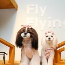 플라이플라잉 이미지