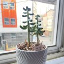 선산중앙로-6 이미지