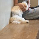 펌킨 펫하우스 서울숲 이미지