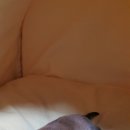 꽃순 이미지
