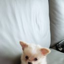 우리애동물병원 이미지