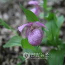 코리아레드파인 이미지