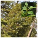 제주 산방산 암벽식물지대 이미지