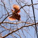 날아라꼬끼오 이미지