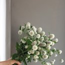 홍성화원 이미지