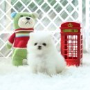 화이트포메라니안 이미지