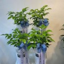 꽃피우다 이미지