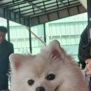 더엘동물의료센터 이미지