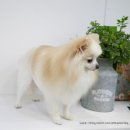 도그살롱 이미지