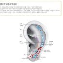 신비체테라피 | 박봄 귀패치/이혈패치/귀 스티커/경락스티커/신비체 효소비누/화장독빼기/리솝 제품/젊비 사용후기