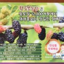 황토뽕 농장 이미지