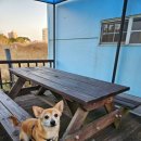 프렌즈하우스펜션 | 애견동반가능 강원도 강릉 카라반 숙소 세인트린느 11호 평일 숙박 후기