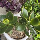 처가집통닭 이미지