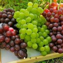 사랑과 기쁨 이미지