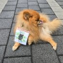 카페인풀