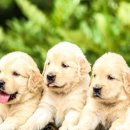 혜인동물약품 이미지