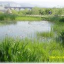 금호강4 이미지