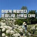 세븐일레븐 전주평화꽃밭점 | 5월국내여행지 전주 조팝나무 조팝꽃 한국도로공사수목원 실시간